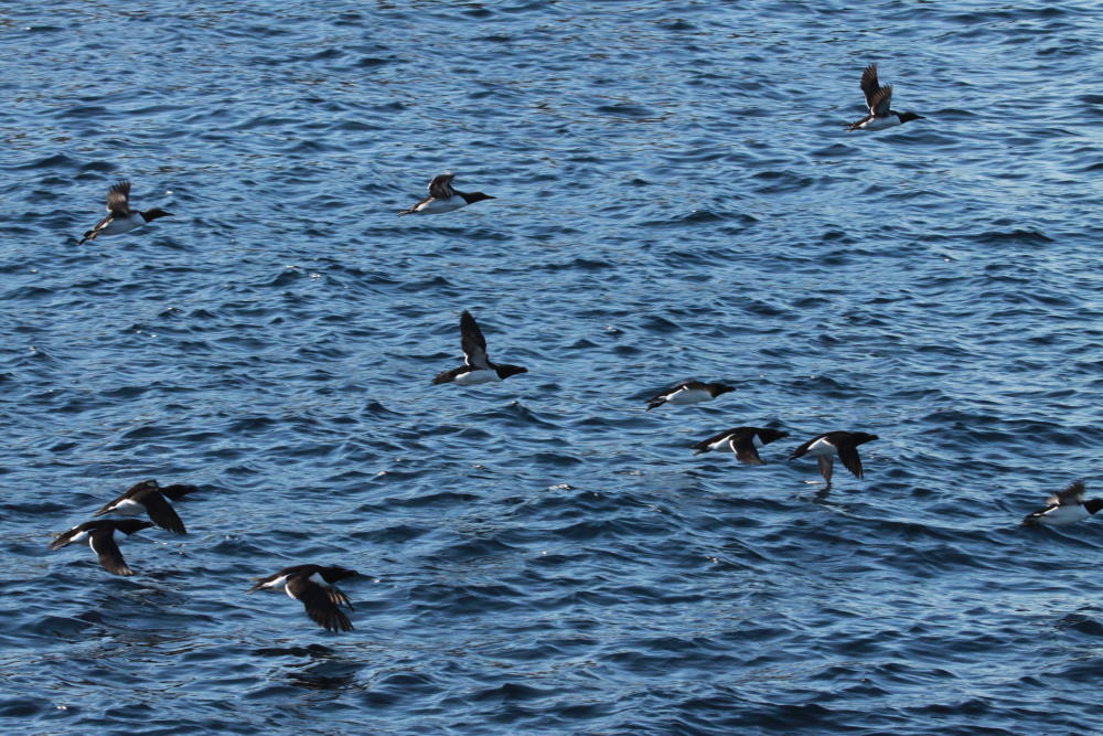 Ein Schwarm Trottellummen flieht vor unserem Boot auf das offene Meer vor der Insel Anda; 01.07.2013