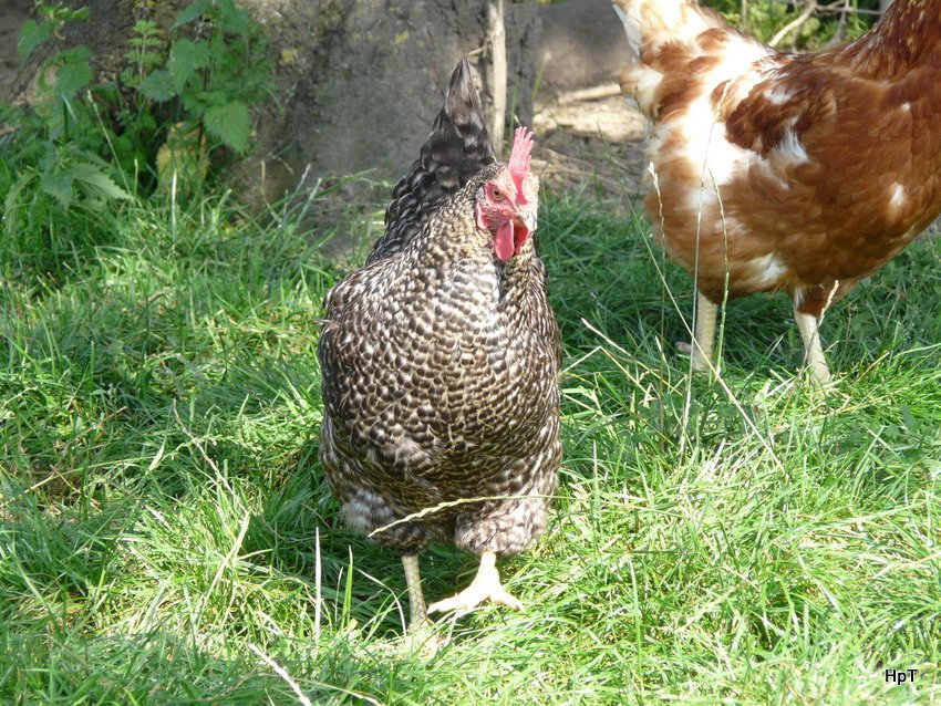 Ein Schwarz-Weisses Huhn .. Bild vom 22.08.2009