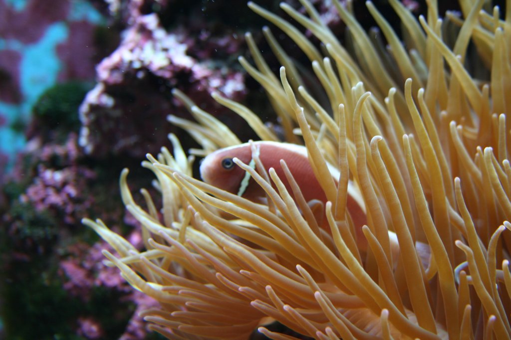 Ein Schwarzbauch-Anemonenfisch (Amphiprion nigripes) versteckt sich in einer Anemone. Wilhelma 30.3.2008.