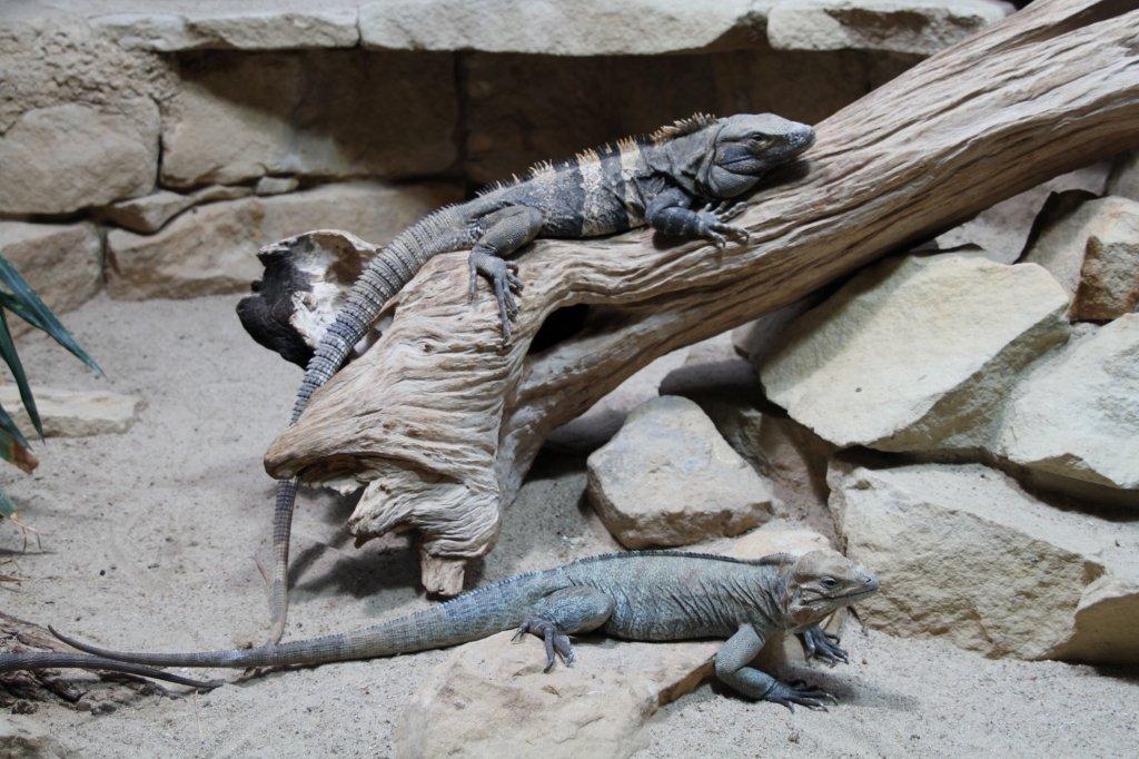 Ein Schwarzer Leguan (Ctenosaura similis) und ein Nashornleguan (Cyclura cornuta) wrmen sich gemeinsam am 12.3.2010 im Zooaquarium Berlin.