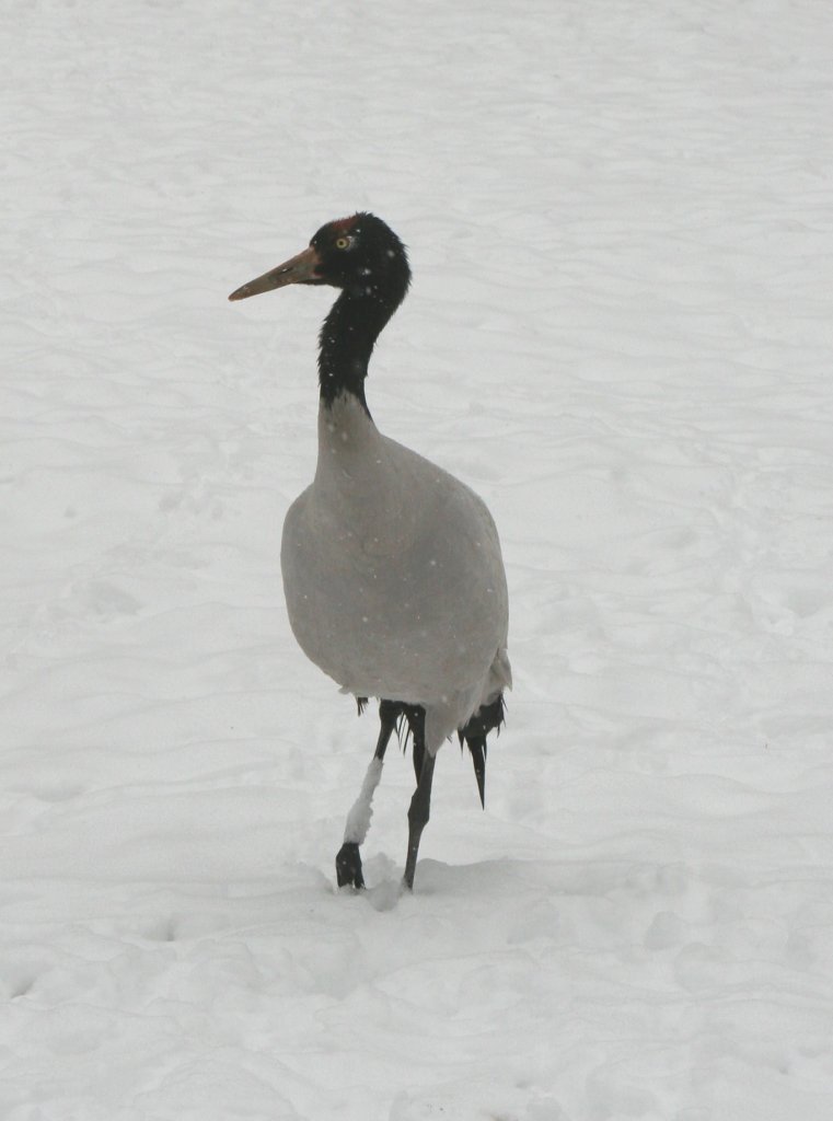 Ein Schwarzhalskranich (Grus nigricollis) am 9.1.2010 im Tierpark Berlin.
	