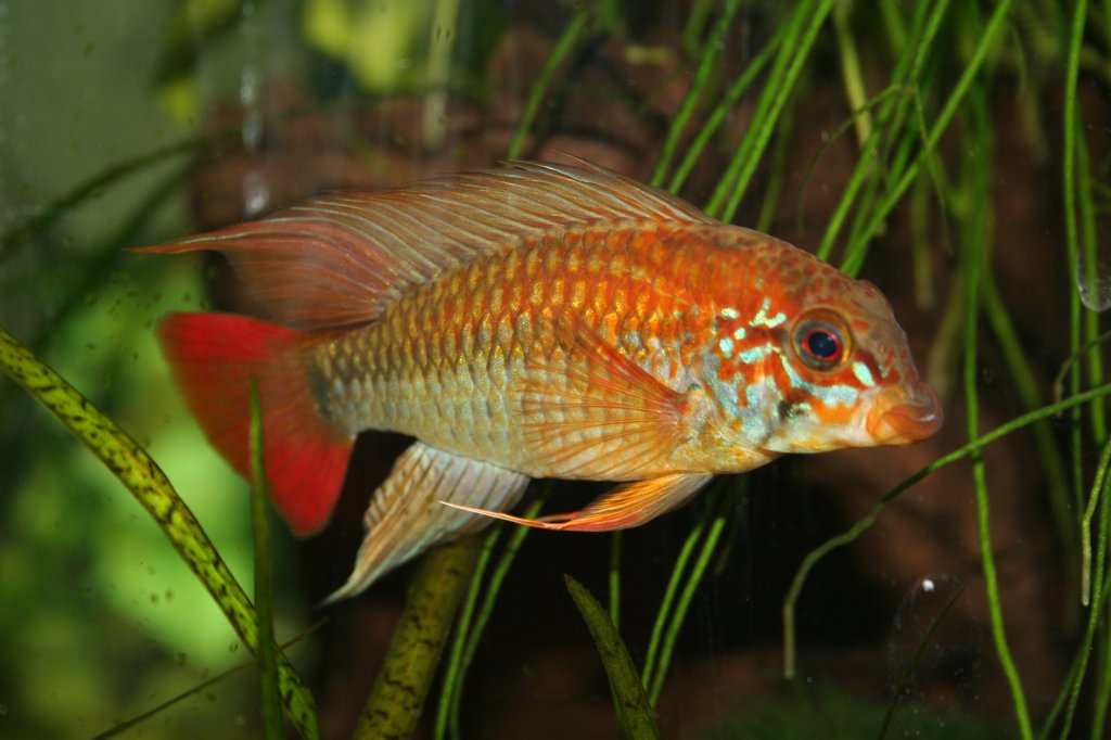 Ein Schwarzkehl-Zwergbuntbarsch (Apistogramma viejita) Mnnchen im Aquarium.