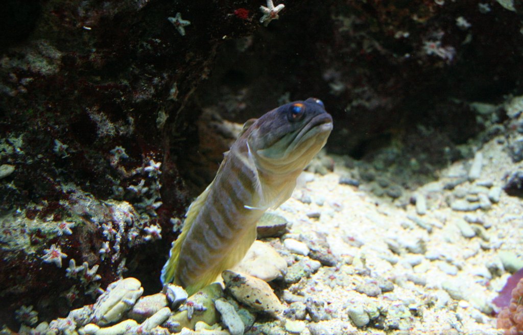 Ein Schwarzkopf-Brunnenbauer (Opistognathus randalli) bewacht seine Hhle und vertreibt alle Fische, die sich zu sehr annhern. Aquarium Zoo Berlin am 12.12.2009.