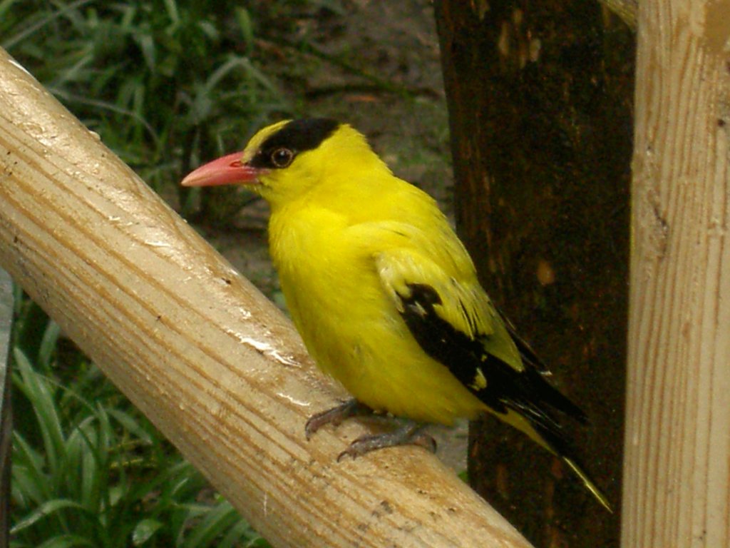 Ein Schwarznackenpirol (Oriolus chinensis)im Zoo von Shanghai im Juni 2006.