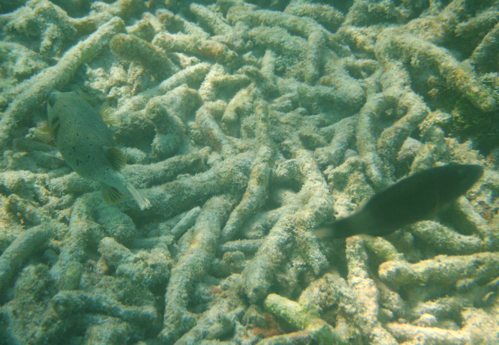 Ein Schwarzpunkt Kugelfisch (Arothron nigropunctatus)
 durchstreift das Riff, in dem jede Menge Korallenbruch herumliegt nach etwas essbarem. Sdliches Ari-Atoll, Malediven