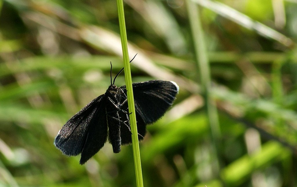 Ein Schwarzspanner ( Odezia atrata) macht Pause. Bei lteren Tieren sind die weissen Aussenstckchen nicht mehr zu sehen
(23.06.2010)