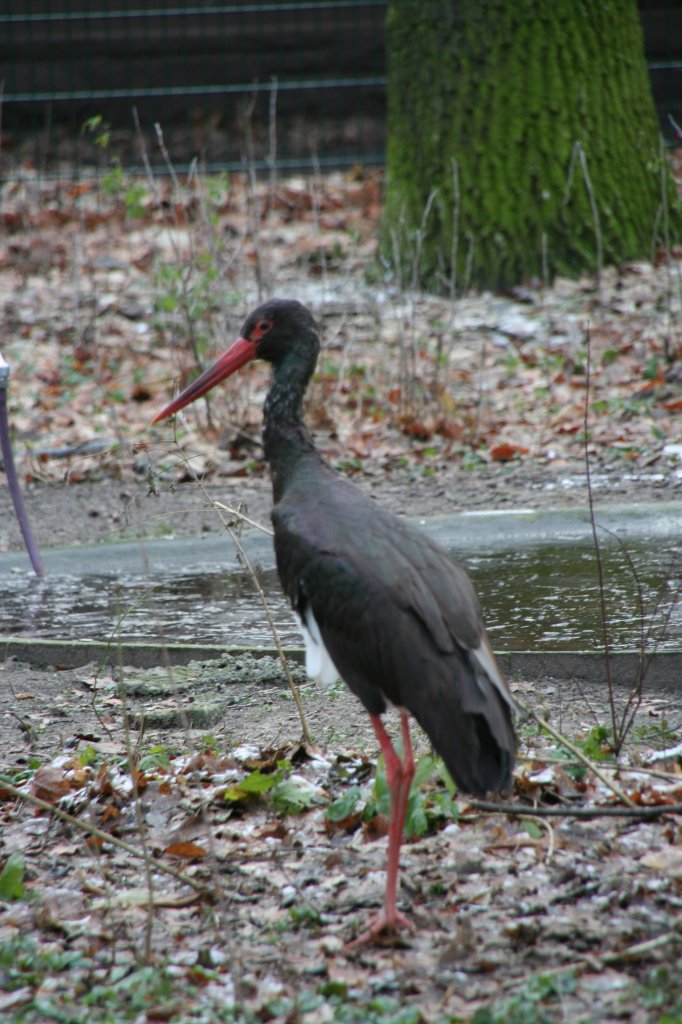 Ein Schwarzstorch (Ciconia nigra) am 13.12.2009 im Tierpark Berlin.