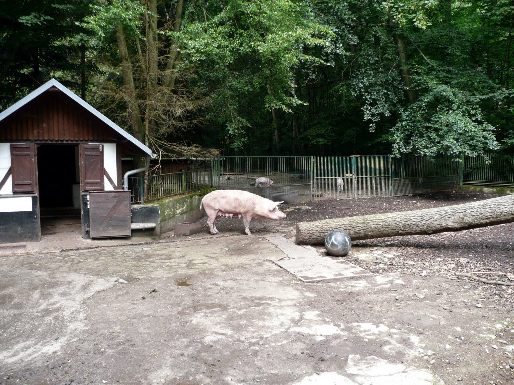 Ein Schwein im Tierpark Gera