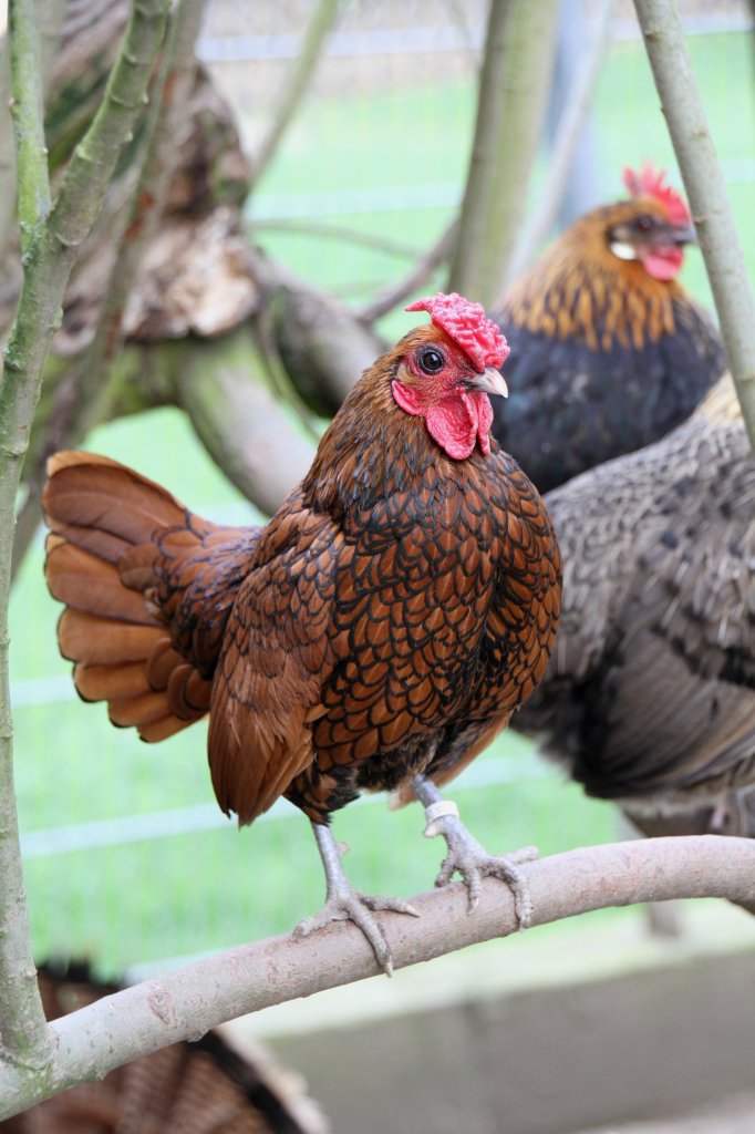 Ein Sebright-Huhn (gold) auf einem Ast. Vogelpark Dielheim-Balzfeld am 14.4.2010.