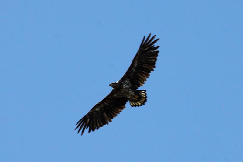 Ein Seeadler kreist ber der Kreisstrasse zwischen Utecht und Schattin; 06.04.2013