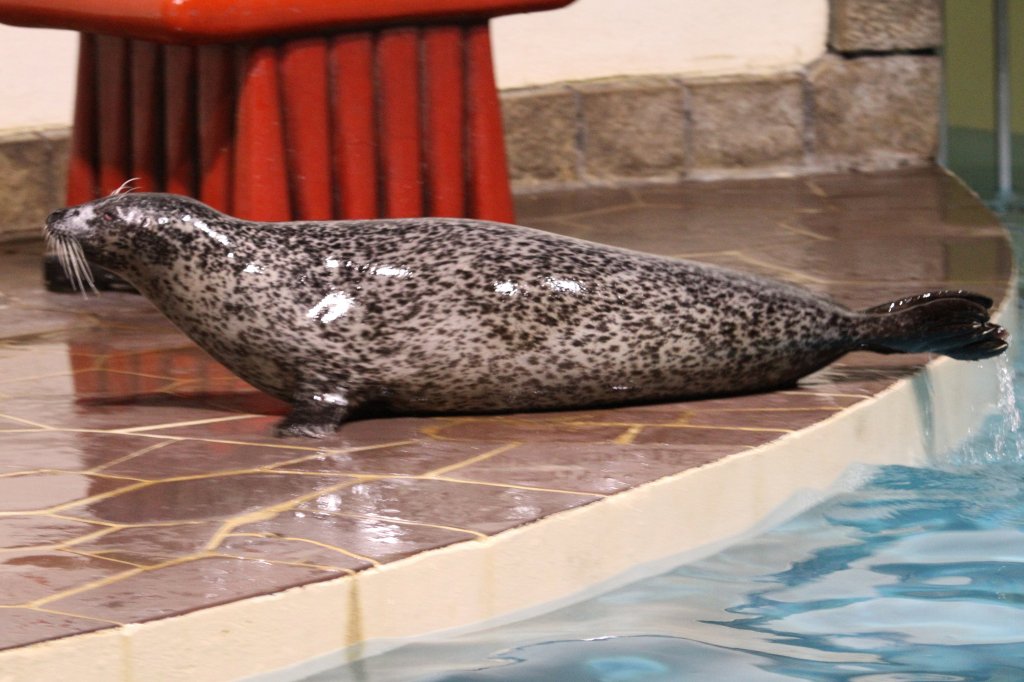 Ein Seehund (Phoca vitulina) am 3.10.2010 bei einer Show im Marineland in Niagara Falls,ON.