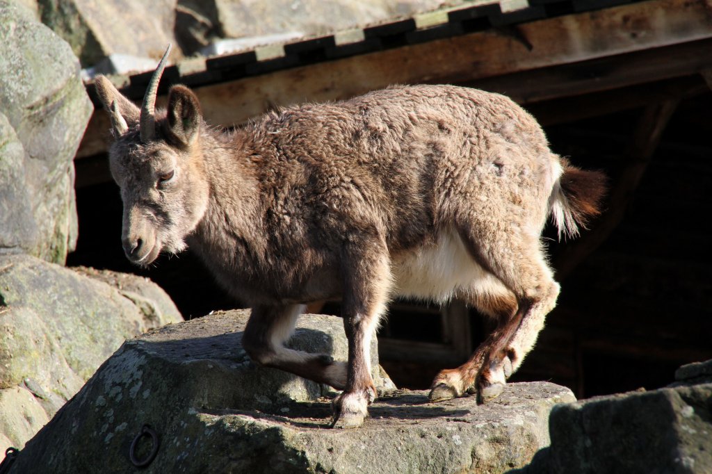 Ein Sibirischer Steinbock (Capra ibex sibirica) will sich gerade hinlegen. Zoologischer Garten Berlin am 25.2.2010.