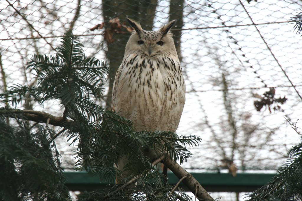 Ein Sibirischer Uhu (Bubo bubo sibiricus) am 13.12.2009 im Tierpark Berlin.