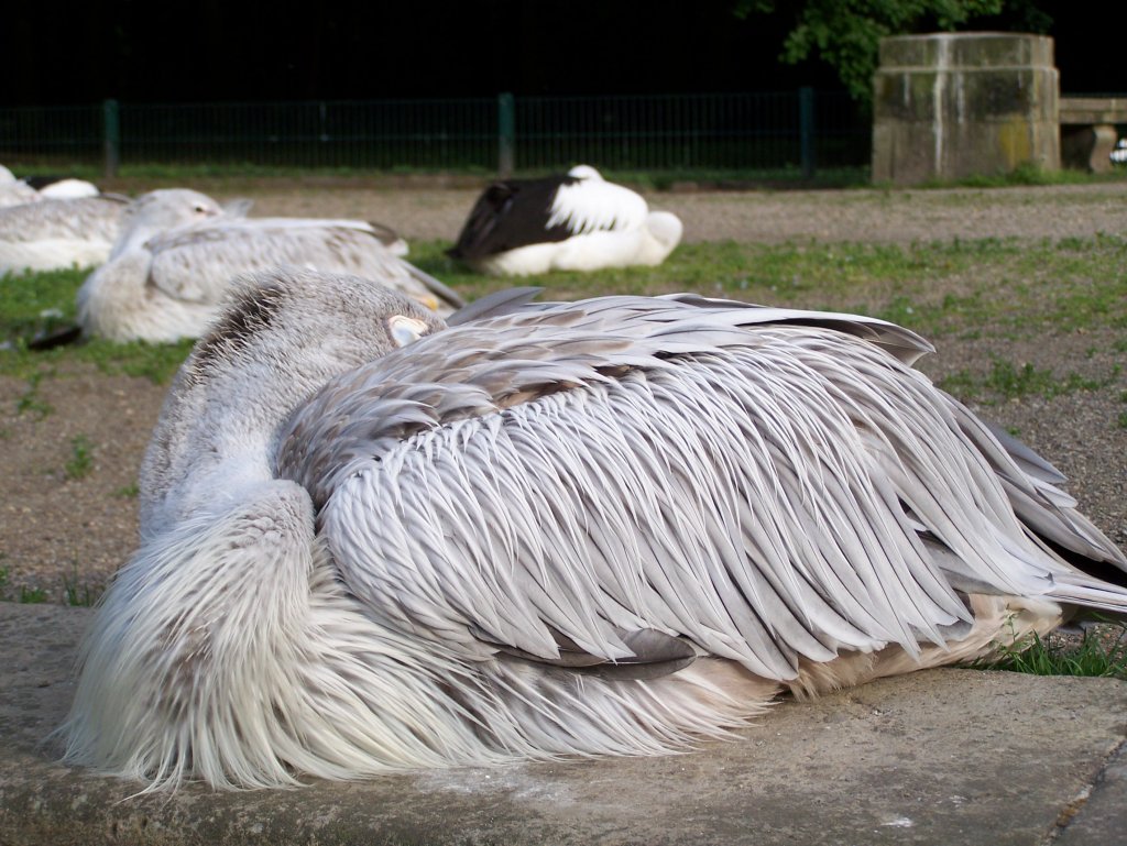 Ein sich ausruhender und sonnender Rotrcken-, bzw. Rtelpelikan im Tierpark Berlin