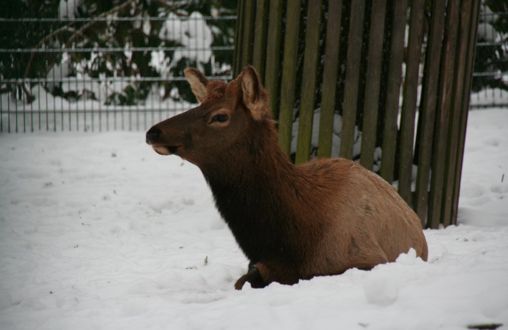 Ein sich ausruhender Wapiti (Cervus elephus canadensis) am 9.1.2010 im Tierpark Berlin.