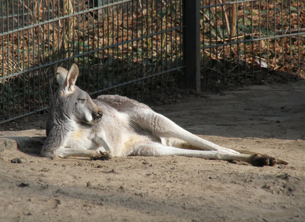 Ein sich gensslich entspannendes Rote Riesenknguru (Macropus rufus) am 11.3.2010.