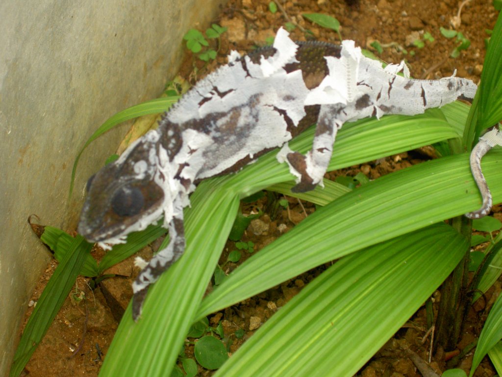 Ein sich hutendes Pantherchamleon (Furcifer pardalis) in La Vanille auf Mauritius.