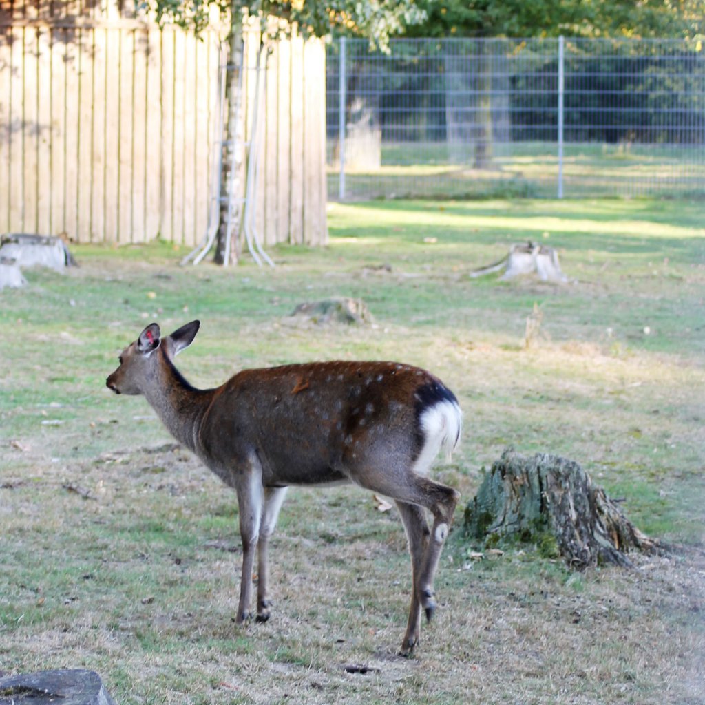 Ein Sikahirsch im Tiergehege Zeulenroda am 29.09.2011