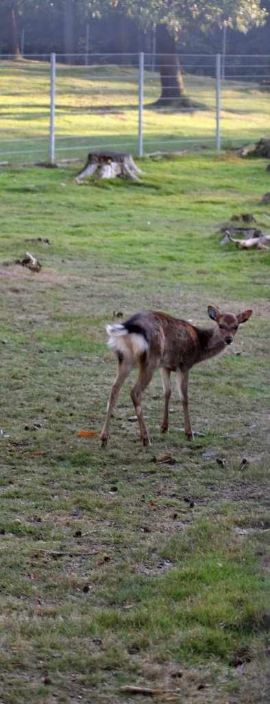 Ein Sikahirsch im Tiergehege Zeulenroda am 29.09.2011