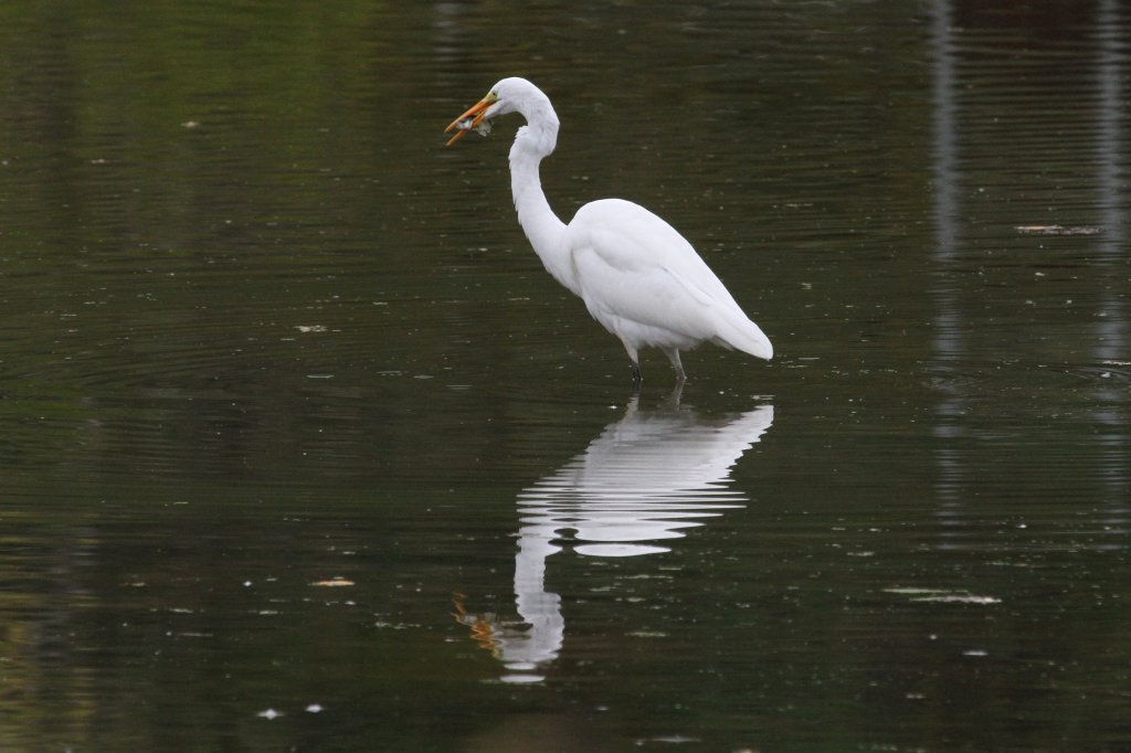 Ein Silberreiher (Casmerodius albus oder auch Ardea alba) kmpft mit einem Fisch. 2.10.2010 auf dem Gebiet des Royal Botanical Gardens in Hamilton,Ont.