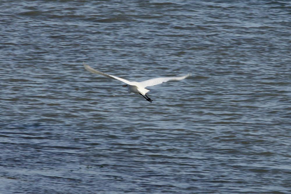 Ein Silberreiher flieg tber den Lac du Der; 17.11.2011