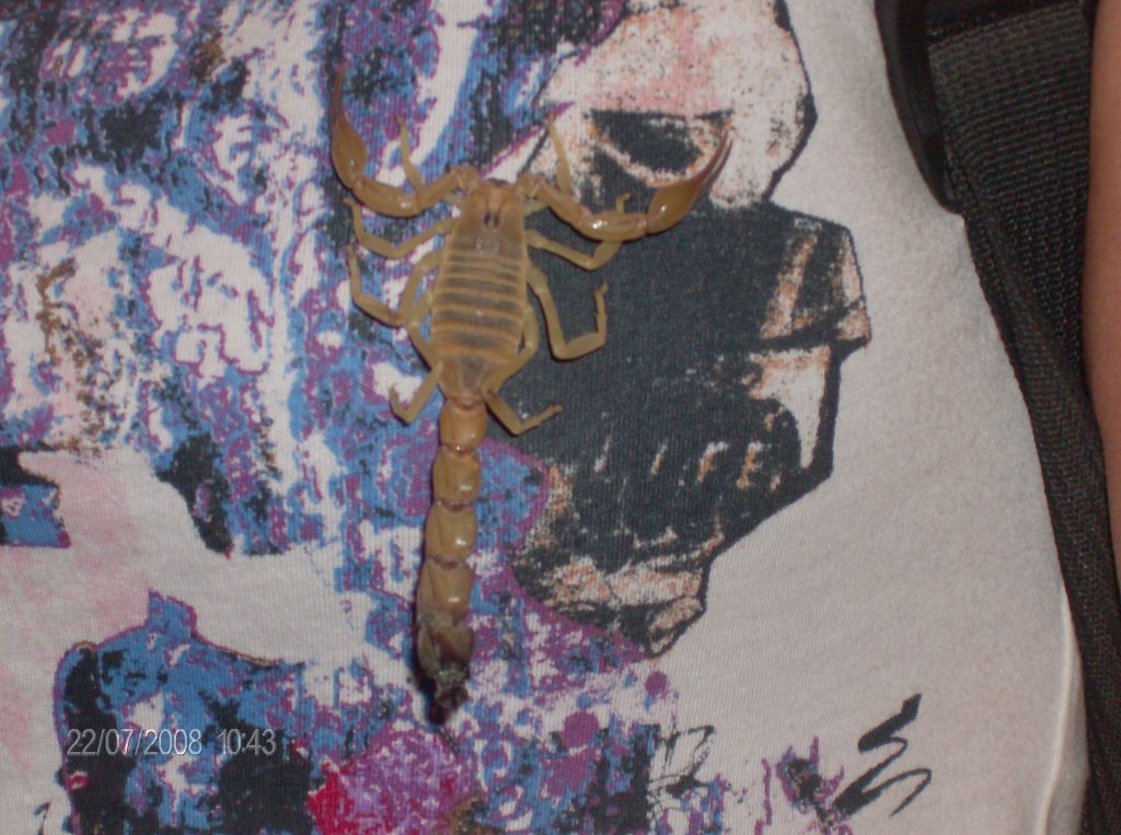 Ein Skorpion auf der Tour in gypthen 07.22.2008
