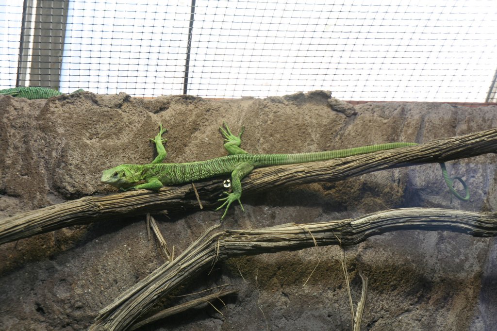 Ein Smaragdwaran (Varanus prasinus) beim klettern. 7.12.2009 im Zoo Dresden.