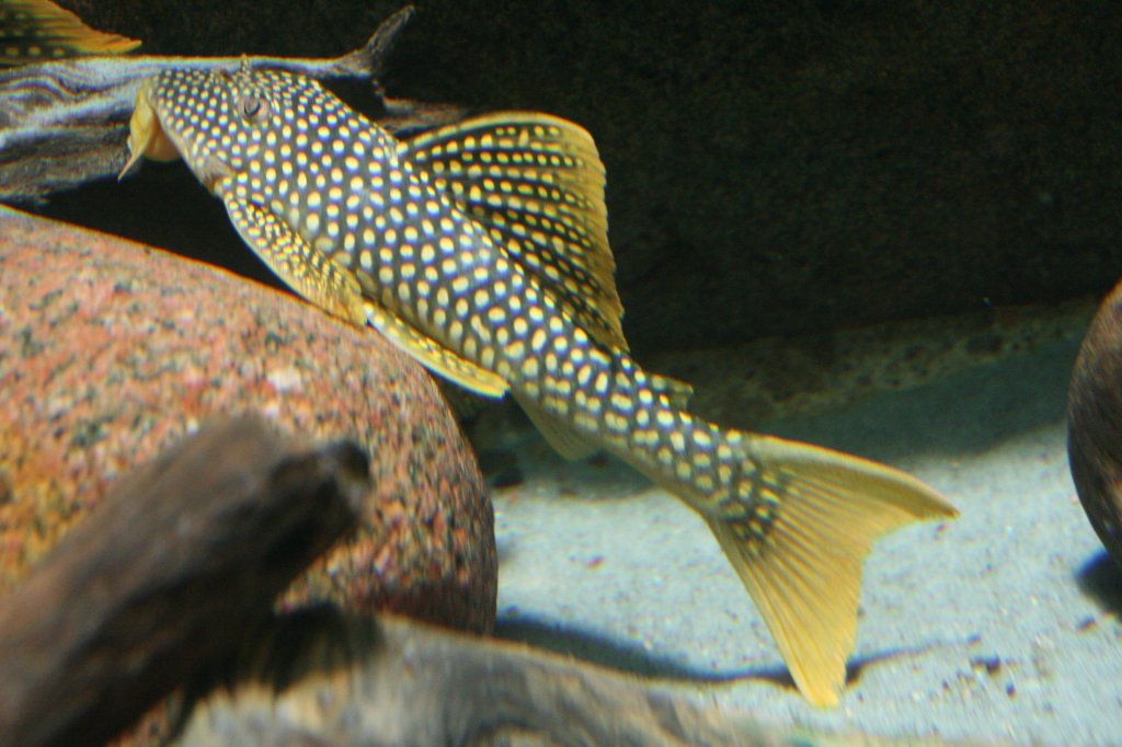 Ein Sonnenwels (L 14) (Scobinancistrus aureatus) am 12.12.2009 im Zoo-Aquarium Berlin.