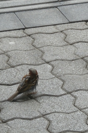 Ein Spatz am 8.8.2011 im Hauptbahnhof Innsbruck.