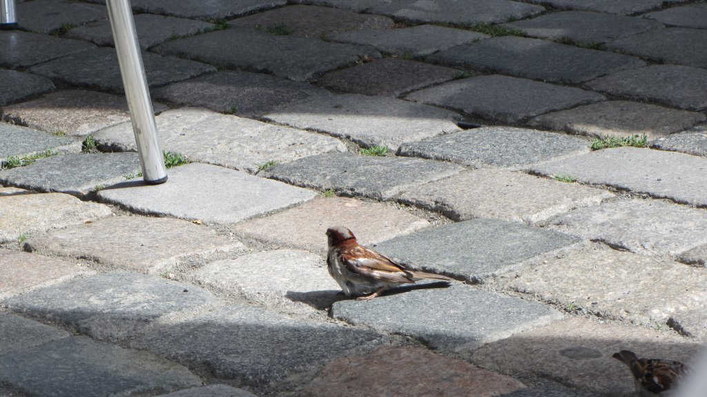 Ein Spatz wartet bei einem Caf in Dresden auf Fressbares.(7.8.2012)