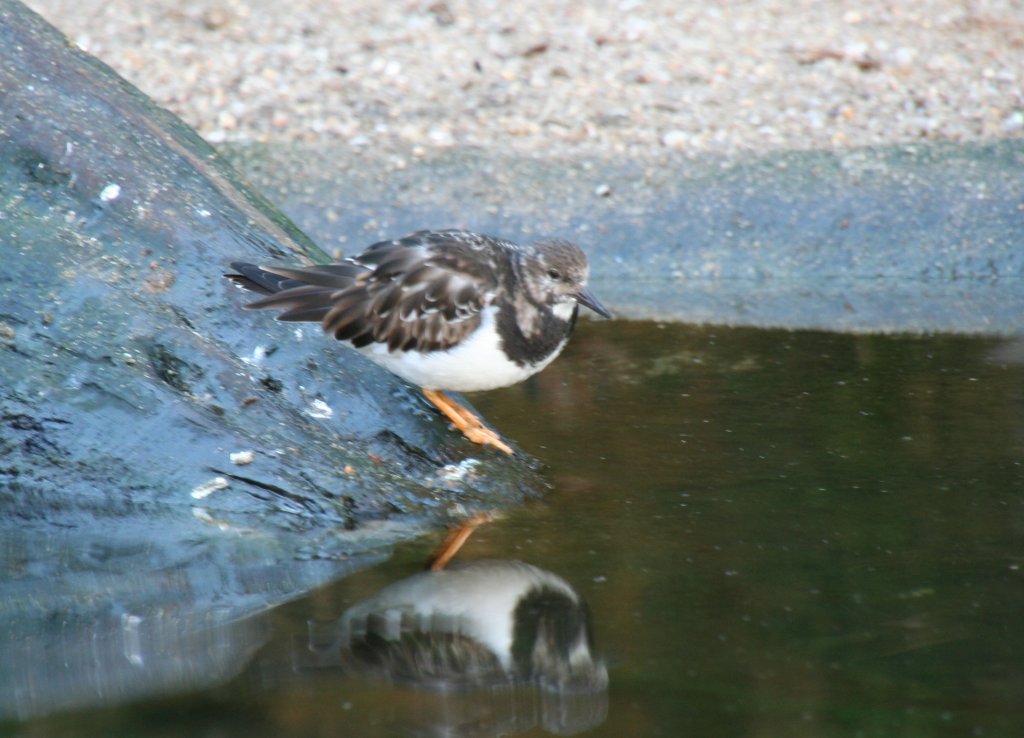 Ein Steinwlzer (Arenaria interpres) am Wasserrand der Tundraanlage am 7.12.2009 im Zoo Dresden.