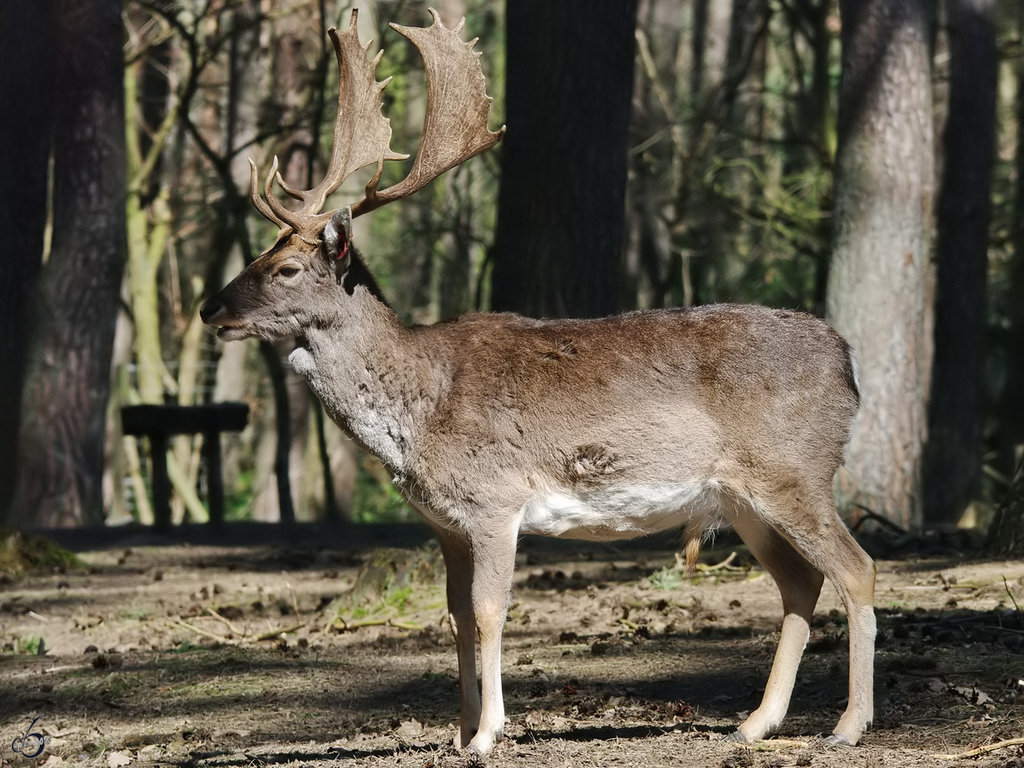 Ein stolzer Europischer Damhirsch. (April 2009) 