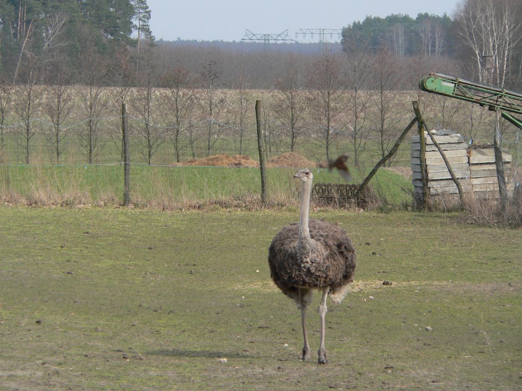 Ein stolzierender Strau bei Frstenwalde, 2005