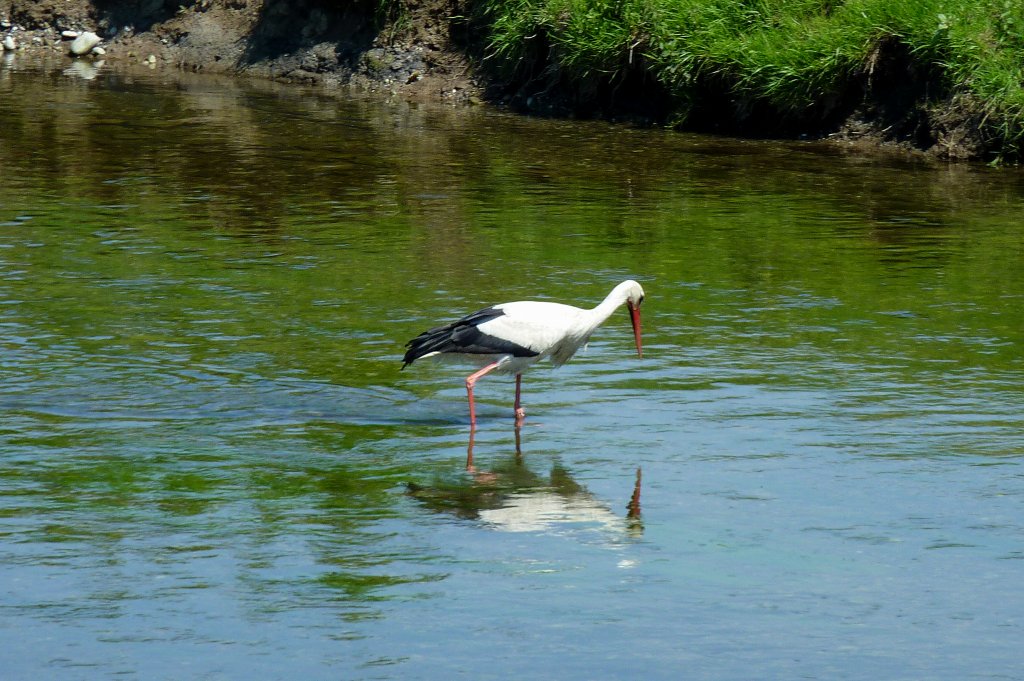 ein Storch auf Futtersuche mitten in der Dreisam, Mai 2012