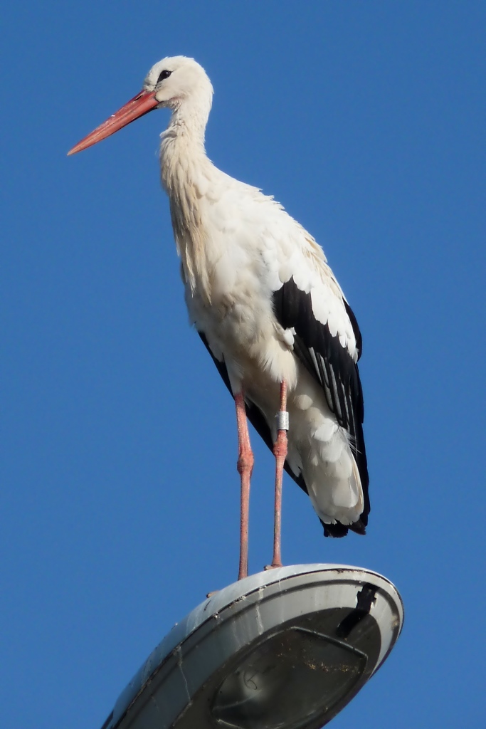 Ein Storch hoch oben auf einer Straenlaterne am Rastplatz Hoch-Knigsburg, 2011-09-30