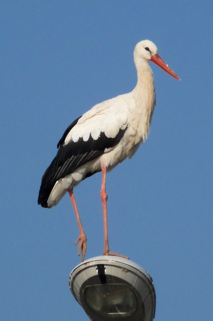 Ein Storch hoch oben auf einer Straenlaterne am Rastplatz Hoch-Knigsburg, 2011-09-30