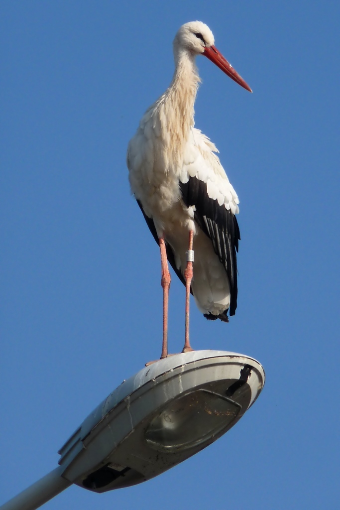 Ein Storch hoch oben auf einer Straenlaterne am Rastplatz Hoch-Knigsburg, 2011-09-30