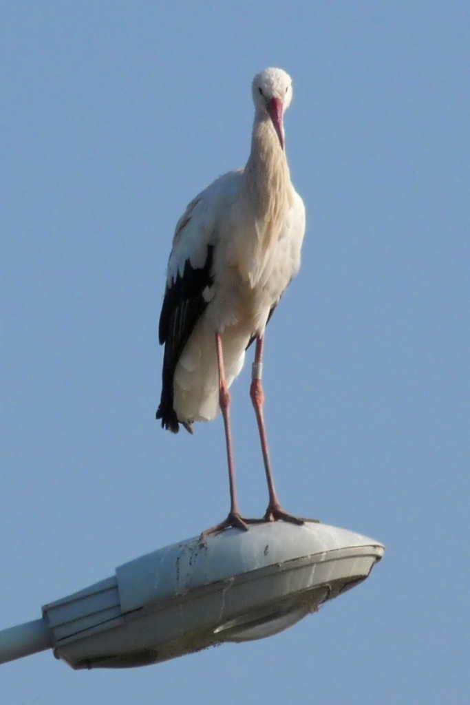 Ein Storch hoch oben auf einer Straenlaterne am Rastplatz Hoch-Knigsburg, 2011-09-30