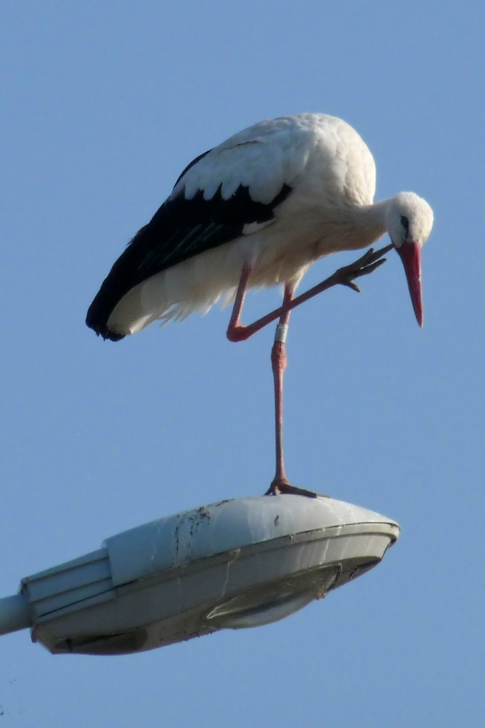 Ein Storch kratzt sich hoch oben auf einer Straenlaterne am Rastplatz Hoch-Knigsburg, 2011-09-30