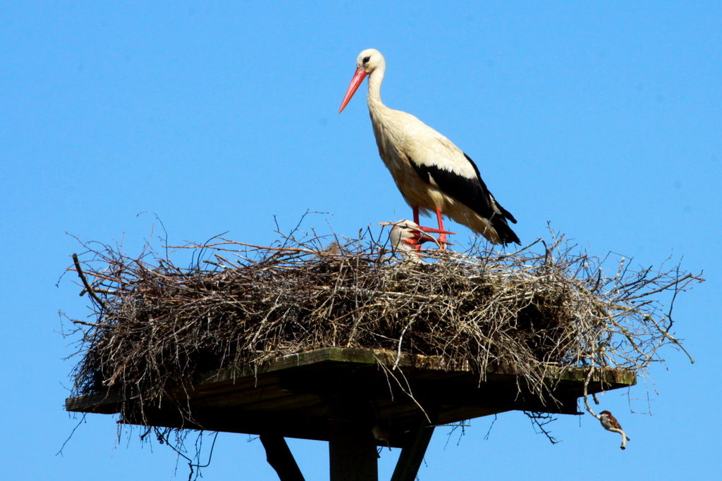 Ein Storch mit Nachwuchs in Behlendorf. Der Horst wird gleichzeitig von Spatzen bewohnt. Behlendorf, 11.6.2017