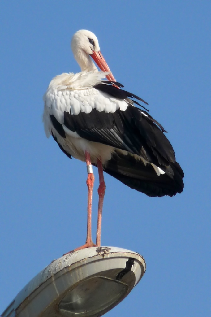 Ein Storch putzt sich das Gefieder hoch oben auf einer Straenlaterne am Rastplatz Hoch-Knigsburg, 2011-09-30