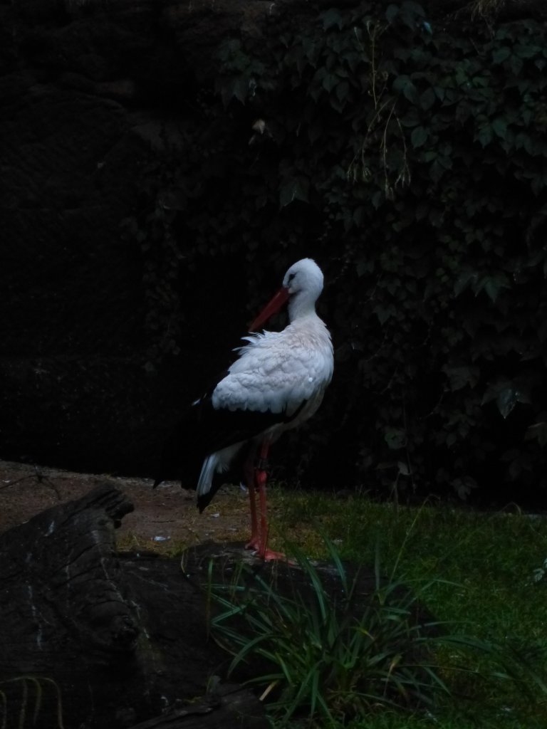 Ein Storch steht hier in seinem Gehege im Tierpark Nrnebrg am 29.07.2013.