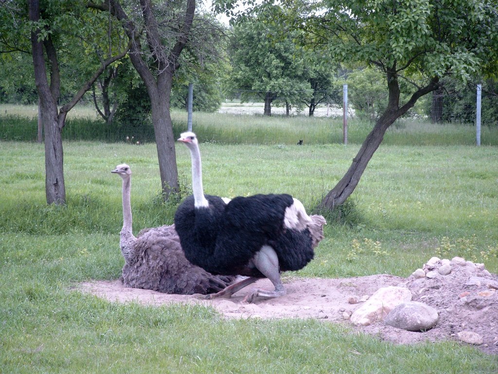 Ein Strauenprchen auf der Strauenfarm Happy Ostrich in Kasel-Golzig - Zauche, 2004