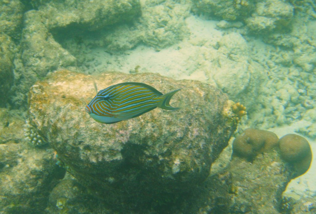 Ein Streifendoktorfisch (Acanthurus lineatus) am Innenriff im sdlichen Ari-Atoll, Malediven.