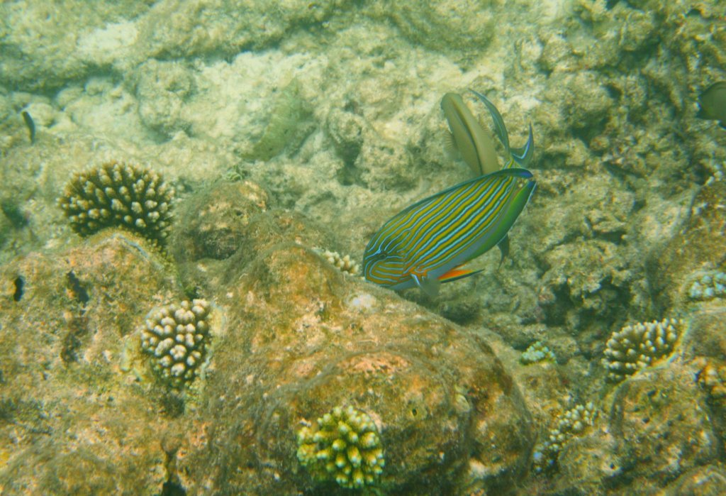 Ein Streifendoktorfisch (Acanthurus lineatus) in am Riff im sdlichen Ari-Atoll, Malediven. 
