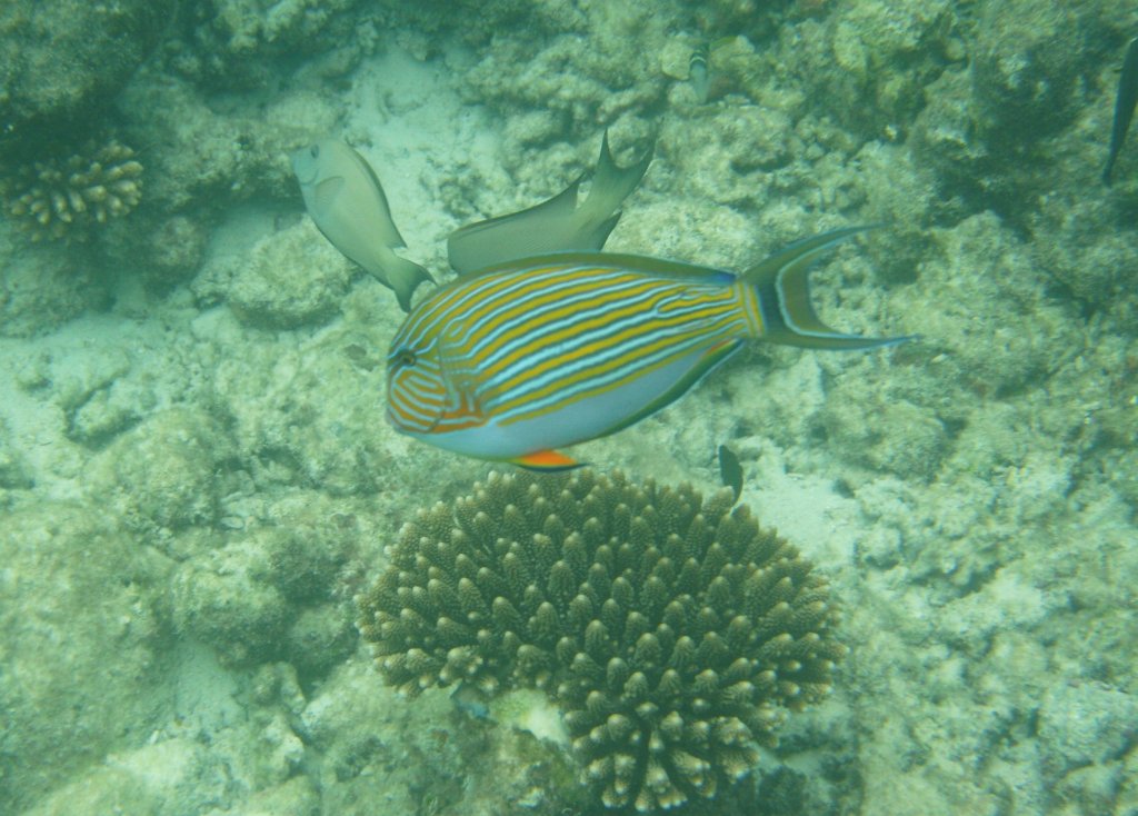 Ein Streifendoktorfisch (Acanthurus lineatus) in Begleitung von zwei Braunen Doktorfischen am Innenriff im sdlichen Ari-Atoll, Malediven.
