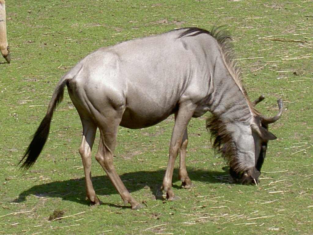 Ein Streifengnu am 2.7.2006 auf der Savanne im Tierpark Kolmrden.

