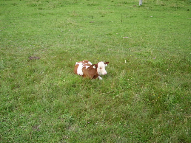 Ein ses Braun Weiss Geflecktes Kalb am 23.08.09 im Allgu 