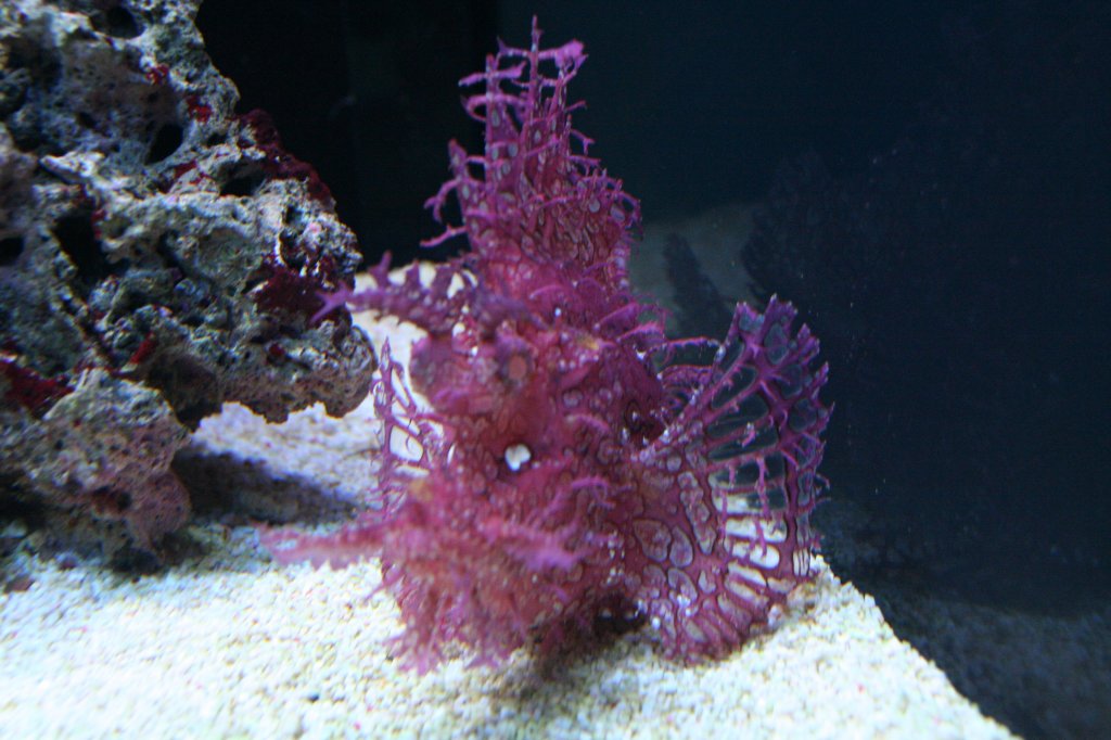 Ein Tentakel-Drachenkopf (Rhinoplas frondosa), kaum als Fisch erkennbar, am 12.12.2009 im Aquarium des Berliner Zoos.