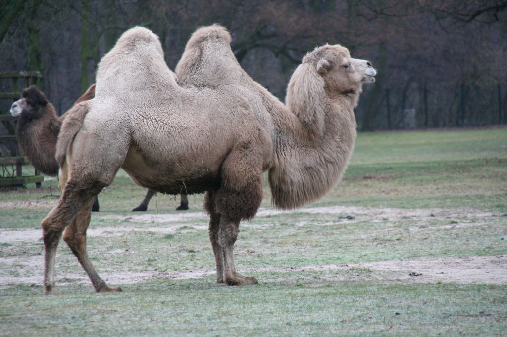 Ein Trampeltier (Camelus bactrianus) im Winterfell auf der noch grnen Wiese. Tierpark Berlin am 13.12.2009.